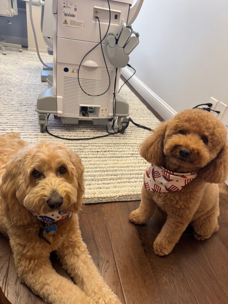 Thunder and Carson, TMS Greenwich therapy dogs